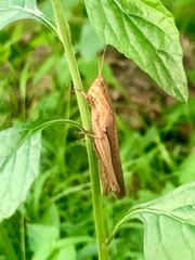 grasshopper on the grass