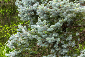 Beautiful new shoots of picea pungens in spring in forest. © billyfam