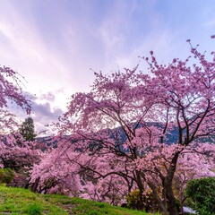 Blooming cherry blossoms in a tranquil garden landscape