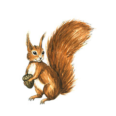 Watercolor squirrel holding nut illustration
