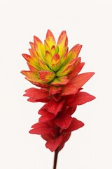 "Fiery red petals fading into golden hues nature’s quiet blaze against pure white."