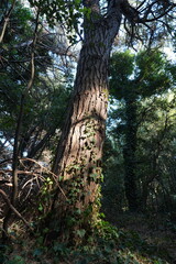 CORTECCIA D'ALBERO IN CONTROLUCE