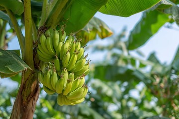Banana bunch growing on tree.