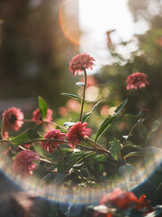 Red Flowers Glowing in Sunset Light with Lens Flare