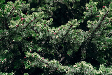 Close-Up of Fir Tree Branches Natural Evergreen Texture