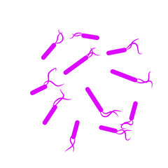 purple bacteria shape vector