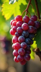 Fototapeta premium Close-up of ripe, sun-drenched wine grapes hanging on the vine, ready for harvest Their plump skins glisten with juice, promising a rich vintage , grapes, healthy, countryside