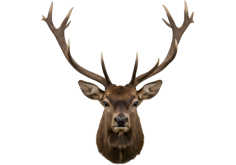 Majestic Red Deer Antlers: Wildlife Head Mount Trophy on white background