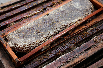 Boxes with fresh honeycombs in sustainable beekeeping