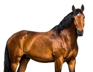 Side view of a chestnut horse against white background