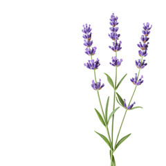 Fototapeta premium Lavender flowers on black background