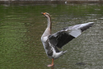 Um bel&iacute;ssimo ganso dando a sua gra&ccedil;a no lago do jardim do Museu da Rep&uacute;blica - Catete - RJ 