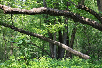 Fototapeta premium thick tree limbs, trunks lean over dense boreal forest floor in mixed sun, shade (summer, pastoral)
