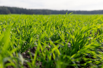 green field with green wheat sprouts in the autumn season, wheat resistant to cold weather planted in autumn for wintering and early grain harvest