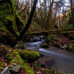 A tranquil creek flowing through a mossy forest