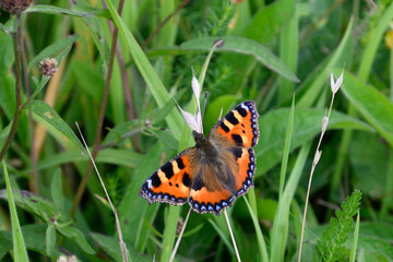 butterfly on grass