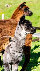 Obraz premium Two alpacas, one dark gray/white, one reddish-brown, in a grassy field