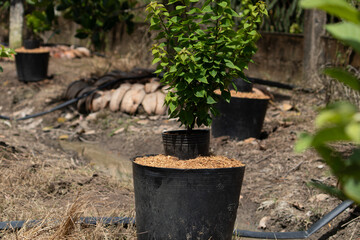 A potted young bougainvillea plant in a plant nursery or farm, with an irrigation system and other pots in the background.