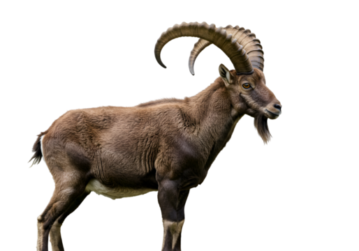 Majestic Alpine Ibex: Powerful Mountain Goat on white background