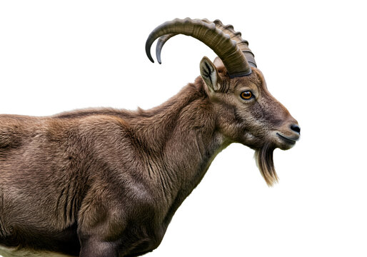 Majestic Alpine Ibex: Profile Photograph of Wild Mountain Goat on white background