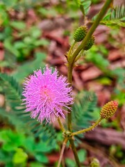 flower of a thistle, sensitive plant, action plant.