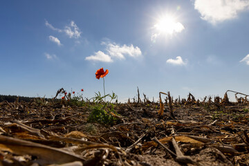 red poppy against the blue sky in the autumn season, a red poppy flower in the field after the corn harvest
