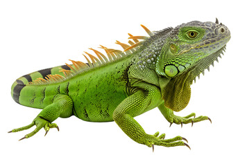 Obraz premium Green Iguana: Detailed Reptile Photograph on white background