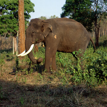 El&eacute;phant d'Asie,  Elephas maximus