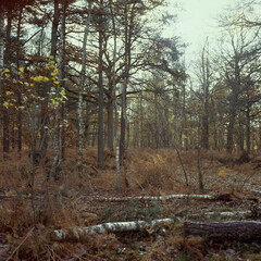 Bouleau, automne, Fôret de Rambouillet,  78, Yvelines, France