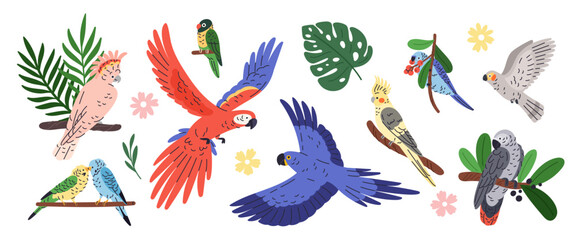 Parrots types. Exotic tropical birds, different poses, flying and sitting, bright color plumage, wild life, funny pets on branches, macaw, cockatoo and ara garish vector cartoon flat isolated set
