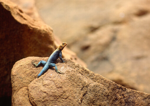 Margouillat, Agame des colons, Agama agama, Kenya