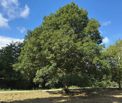 gro&szlig;e Esche im Sommer