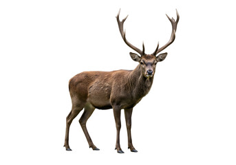 Fototapeta premium Majestic Red Deer Stag: Stunning Wildlife Photograph for Print & Web on white background