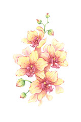 Watercolor yellow orchid flowers. Hand-drawn bright illustration. Elegant petals and buds. Perfect for cards, botanical design, floral decor