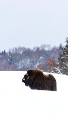 Large, brown musk ox in snowy field, distant trees