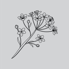 Baby?s Breath Hand-Drawn Floral Illustration