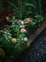 Soft Pink Flower Blooming Beside Garden Path