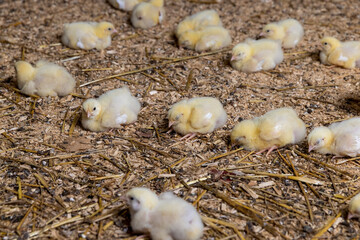 chickens in yellow fluff at a poultry farm for growing meat breeds of poultry, yellow small chickens covered with yellow fluff on sawdust in a poultry farm building