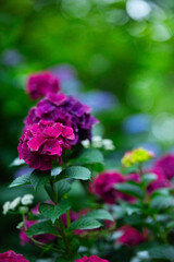 reddish purple hydrangea the garden