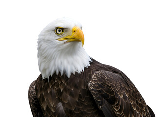 Majestic Bald Eagle: Powerful Bird of Prey on white background
