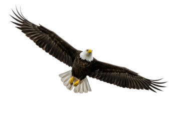 Majestic Bald Eagle in Flight: Premium Print on white background