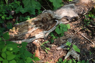 decaying, rotting fallen tree, wood chips in scattered summer sunshine on dense green boreal forest floor (close-up, macro)