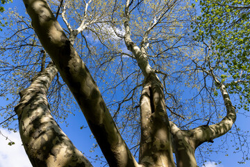 Fototapeta premium a sycamore tree against a blue sky in spring, green foliage and a spotted sycamore trunk in spring, bottom view
