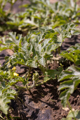 flowering of yellow watermelon flowers in a field, green foliage and yellow watermelon flowers , a plant on fertile soil in a cold climate