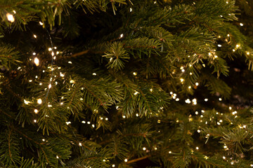 Lush evergreen branches of live Christmas tree with twinkling lights