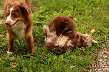 Brown dog is playing with two other dogs in a grassy area