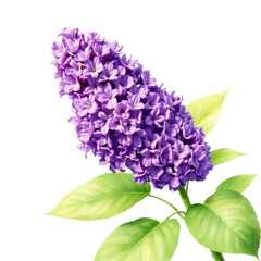 lilac flowers with transparent background PNG and JPEG image