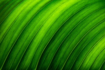 Macro photograph of the large leaf of a wild banana or giant white bird of paradise (Strelitzia nicolai), backlit by the sun. Natural background with fine bent leaf structures in shades of green.