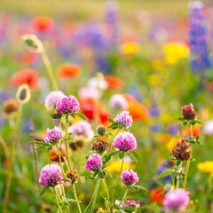 Wildflower Meadow at Sunset