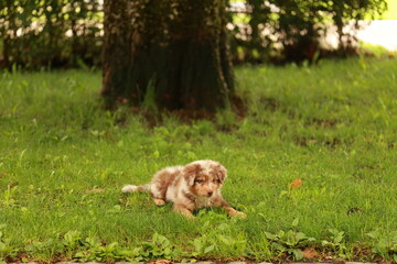 Small brown and white dog is laying in the grass